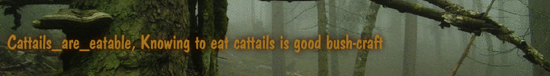 Cattails_are_eatable, Knowing to eat cattails is good bush-craft