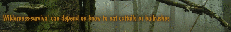 Wilderness-survival can depend on know to eat cattails or bullrushes