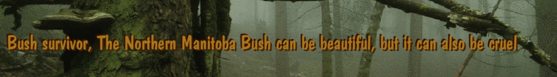 Bush survivor, The Northern Manitoba Bush can be beautiful, but it can also be cruel
