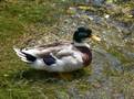 Recipe for BBQ Duck