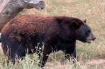 Black Bear Encounters Black Bear Encounters