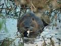Make a meal from a beaver