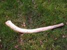 A Rabbit Stick is a supperb hunting tool for small game A Rabbit Stick is a supperb hunting tool for small game