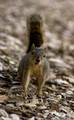Squirrels are abundant in Manitoba Squirrels are abundant in Manitoba