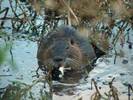 Beavers can make a meal too Beavers can make a meal too