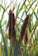 Cattails, a great survival food