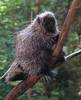 Porcupine make good stew Porcupine make good stew
