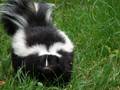 Even skunks are edible